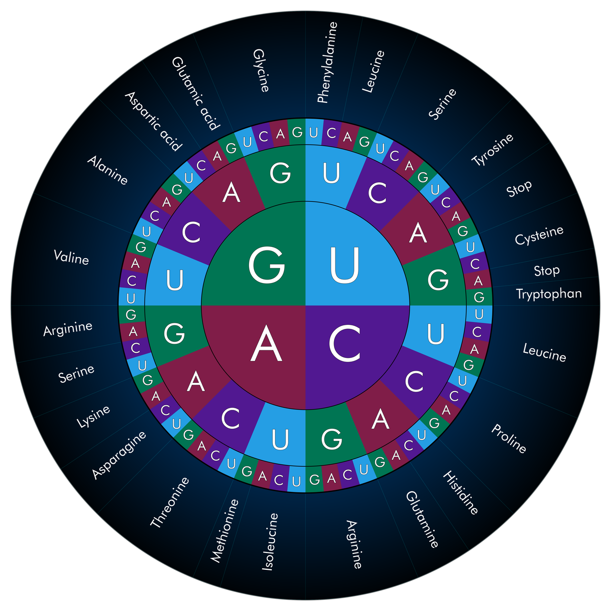Amino Acid Codon Wheel