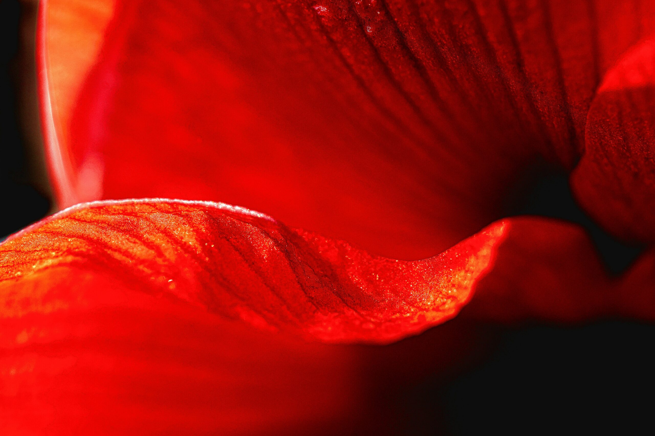 rdm-margaux-vm3GZHKAWlk-unsplash